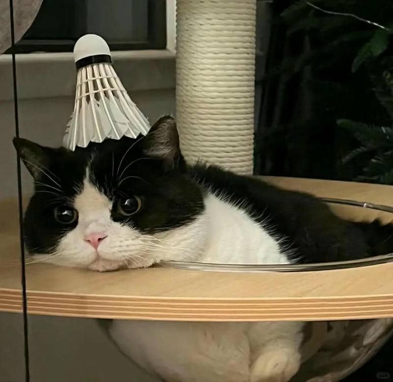 avatar cầu lông (3)