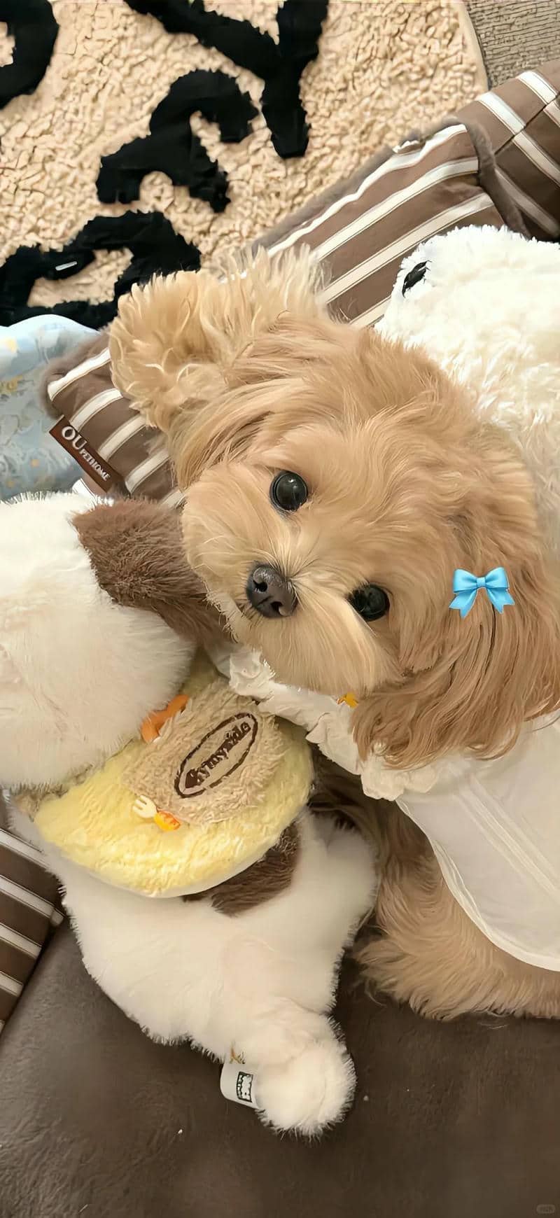 hình nền cute (23)