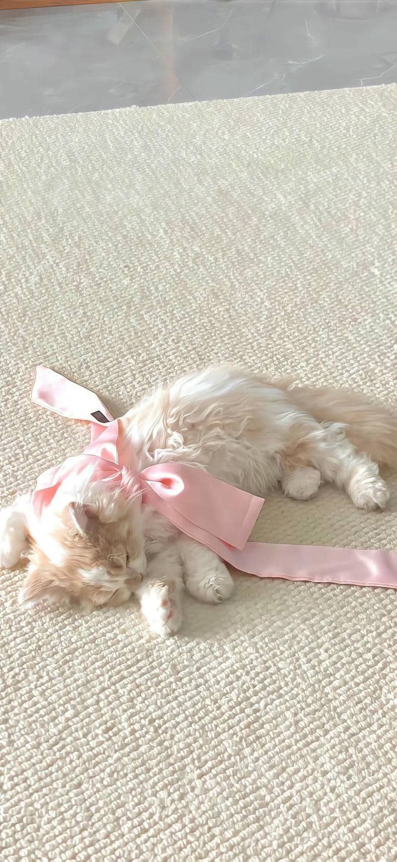 hình nền cute (31)