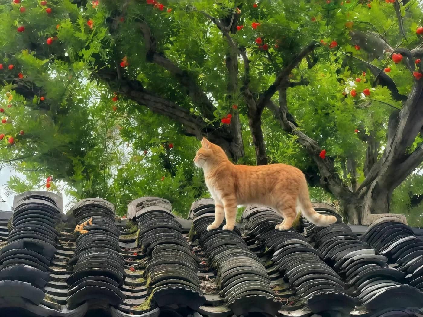 hình nền máy tính (6)