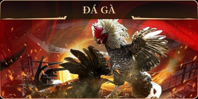 Mẹo & Chiến Thuật Tăng Cơ Hội Thắng Khi Cược Đá Gà