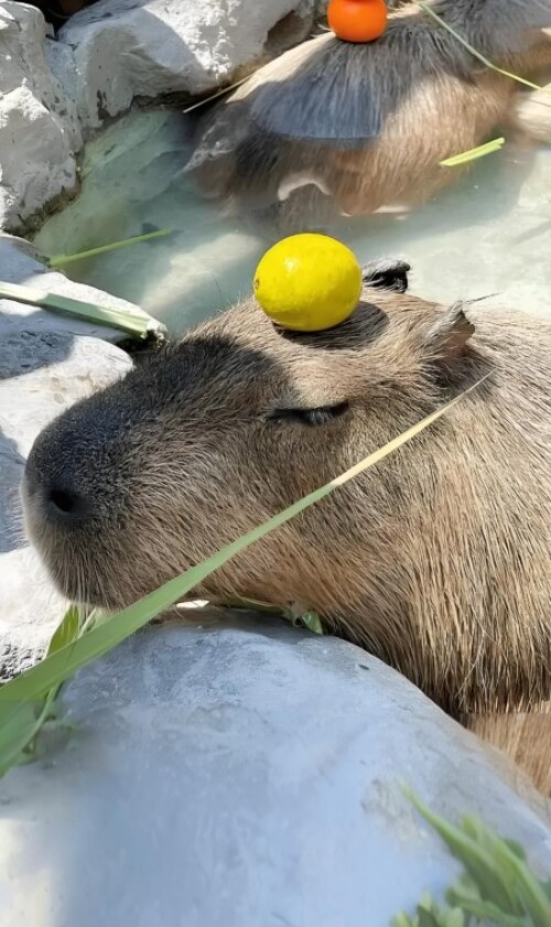 ảnh capybara capybara meme