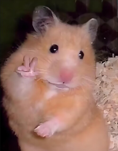 ảnh chuột hamster cute