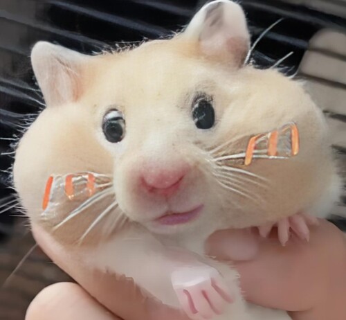 ảnh chuột hamster hài hước meme