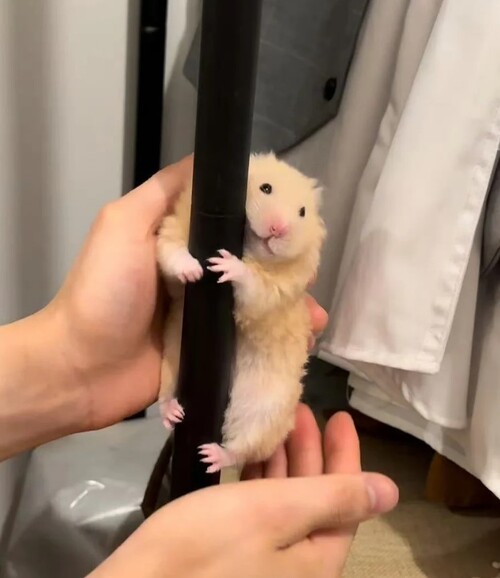 ảnh chuột hamster meme