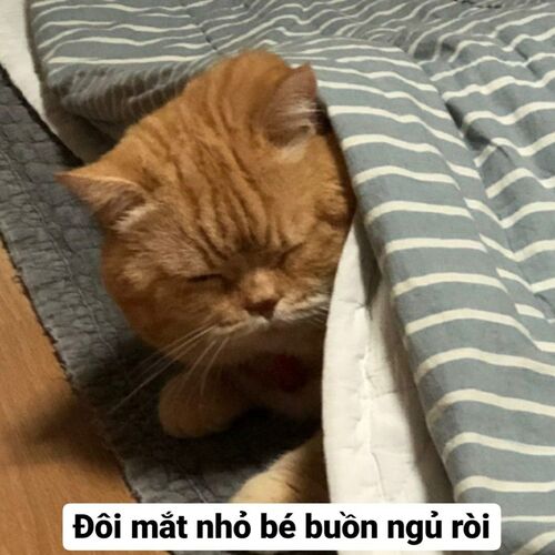 ảnh meme buồn ngủ