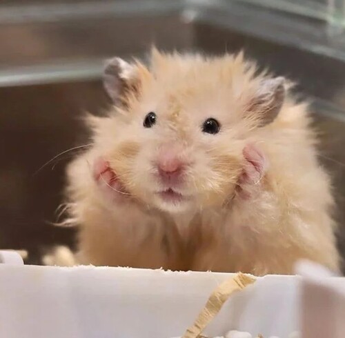 ảnh meme chuột hamster