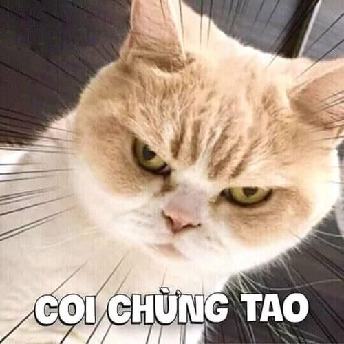 ảnh meme tức giận