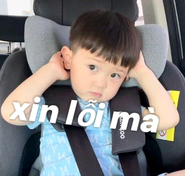 ảnh meme xin lỗi