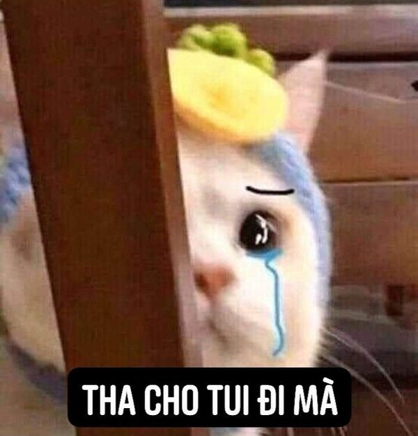 ảnh xin lỗi người yêu meme