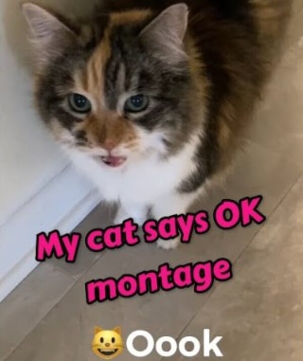 are you ok cat meme