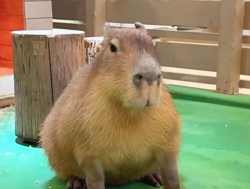 capybara capybara meme