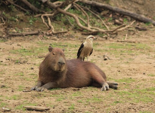 capybara chuột meme