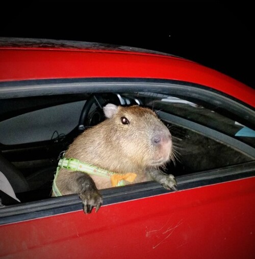 capybara driving meme