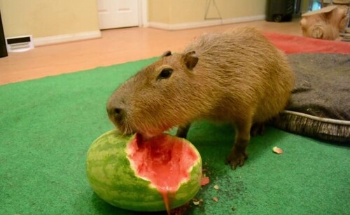 capybara eating watermelon meme