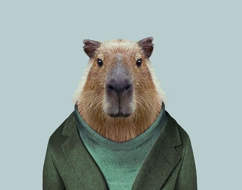 capybara human meme