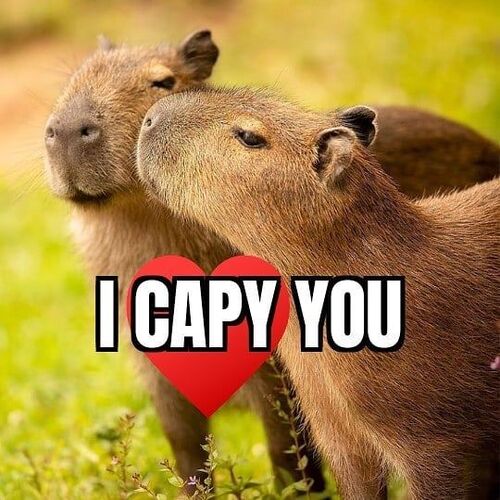 capybara i love you meme