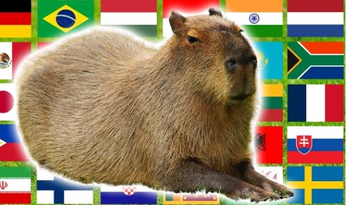 capybara language meme