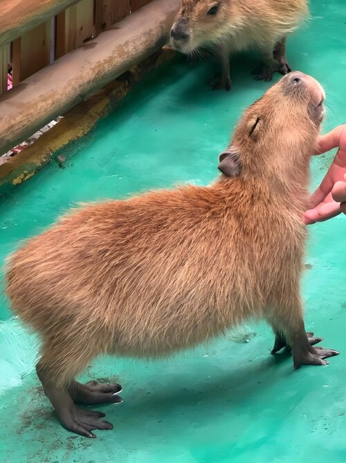 capybara meme cute