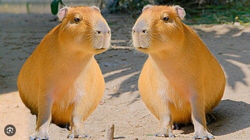 capybara meme song