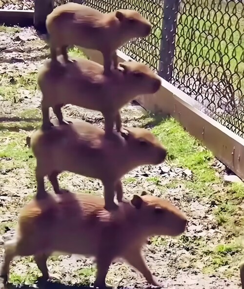 capybara memes