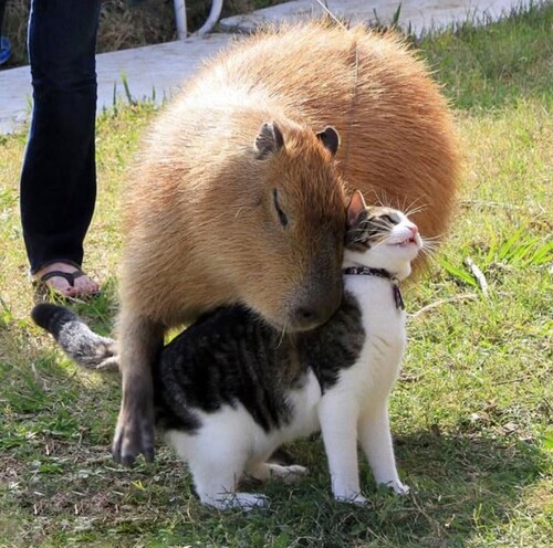 capybara ngoại giao meme