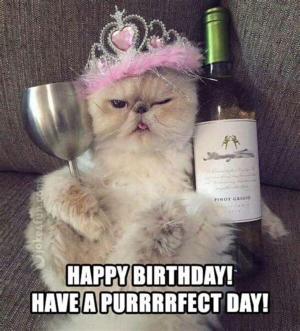 cat happy birthday meme