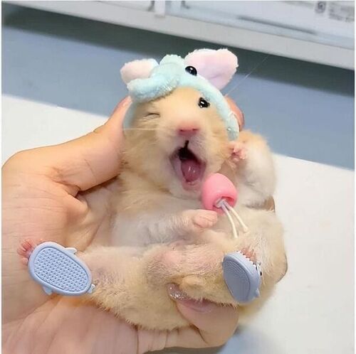 chuột hamster meme cute