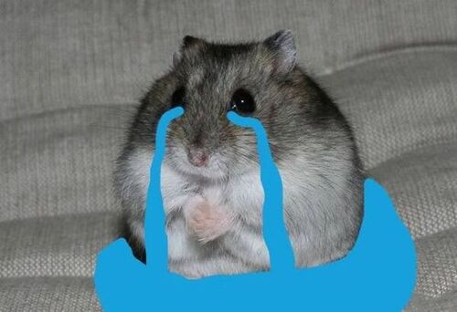 chuột hamster meme khóc