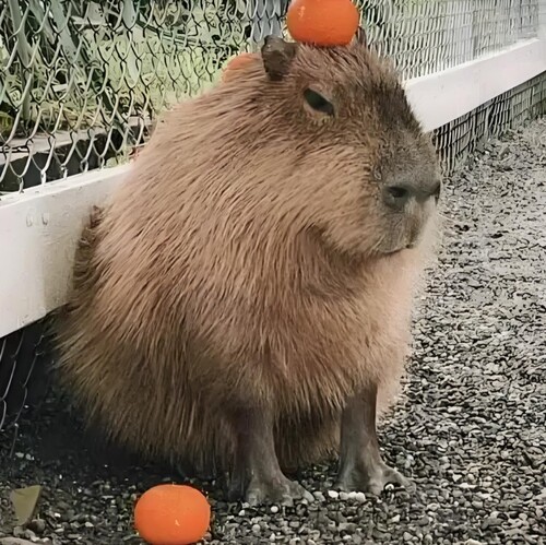 con capybara meme