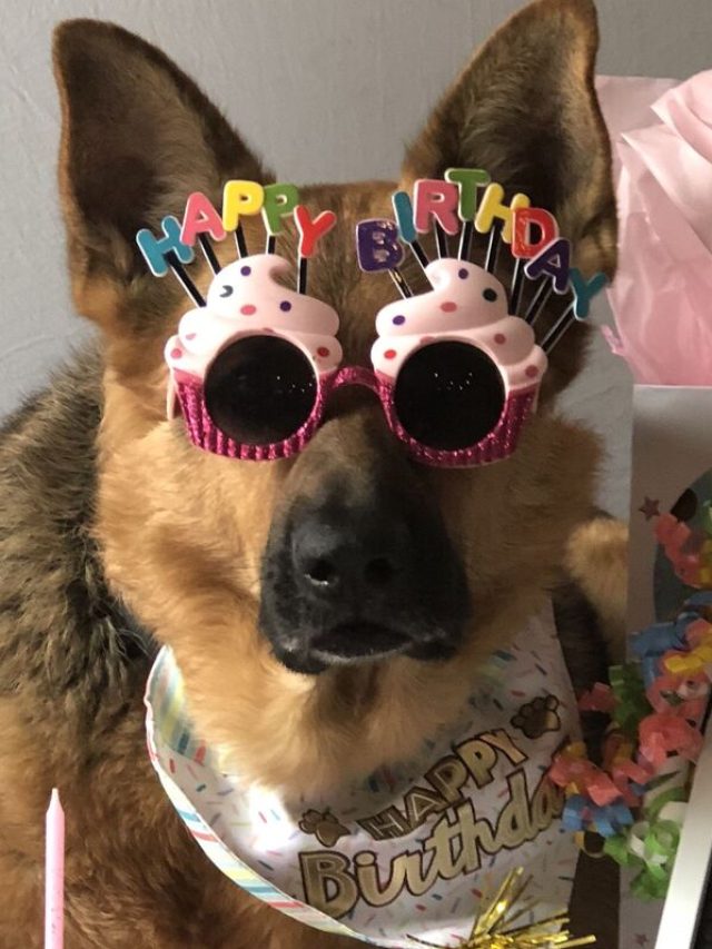 happy birthday meme dog