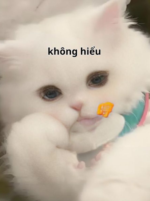 không hiểu meme