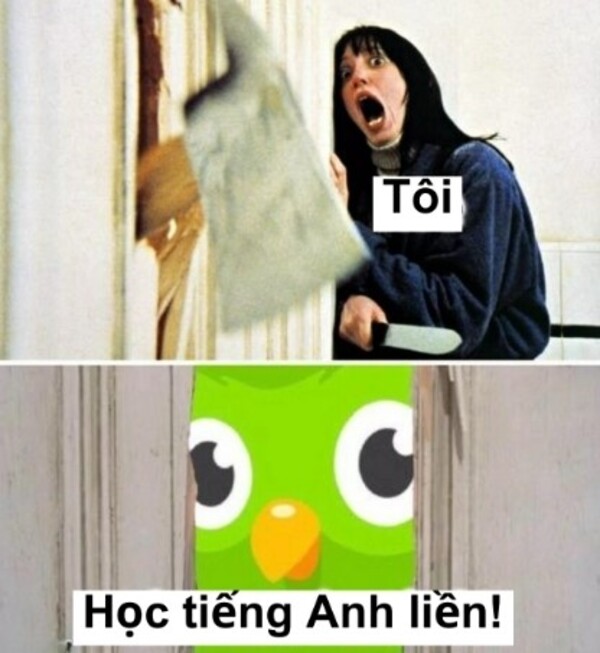 duolingo meme tiếng việt