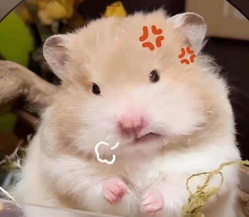 hamster meme