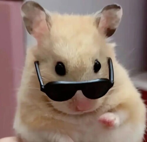 hình ảnh chuột hamster meme