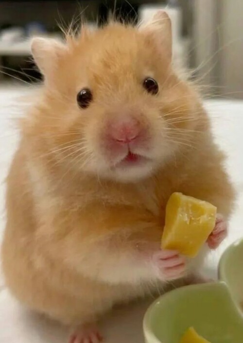 hình ảnh con chuột hamster meme