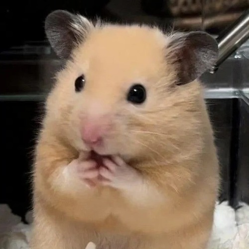 hình chuột hamster hài meme