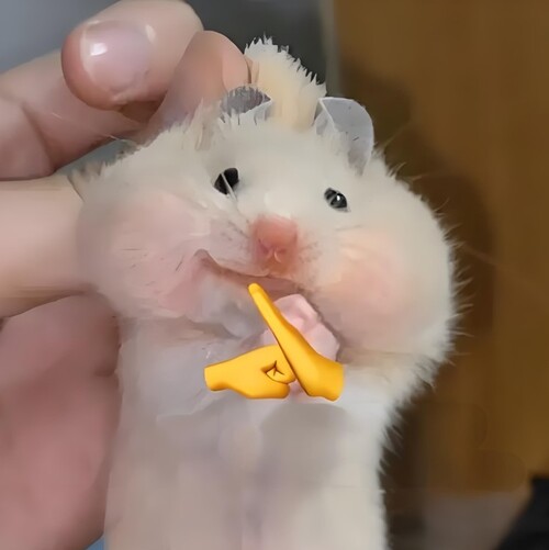 hình chuột hamster meme