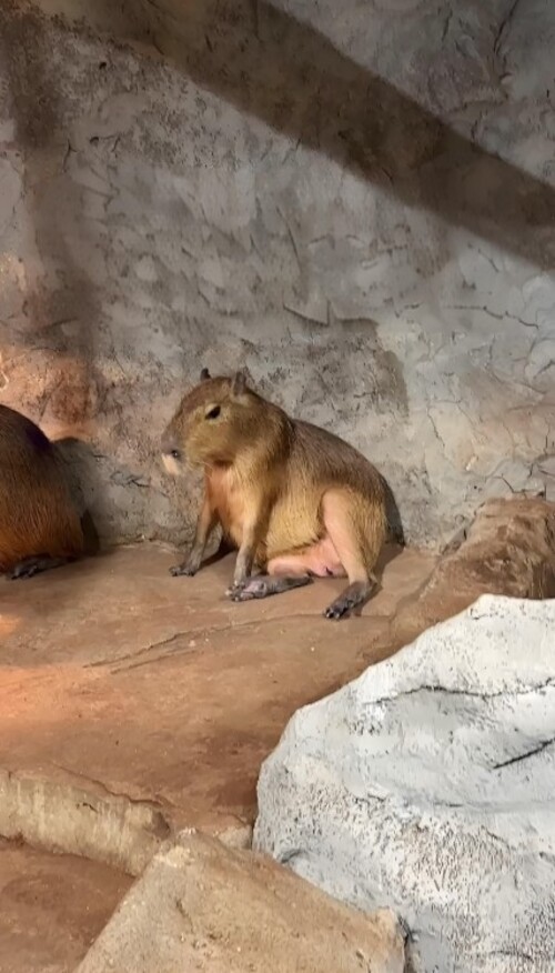 hình nền capybara meme