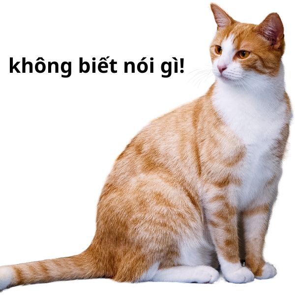 không biết nói gì meme