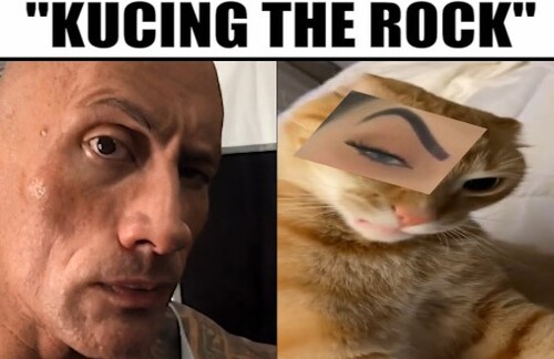 kucing the rock meme