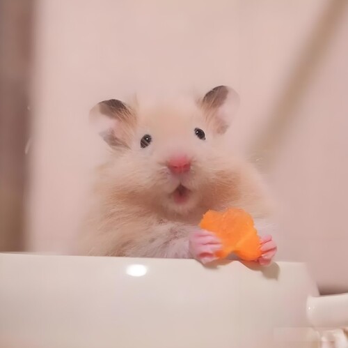 meme ảnh chuột hamster hài hước