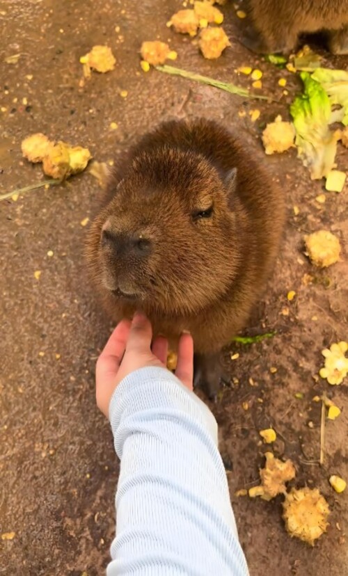 meme capybara