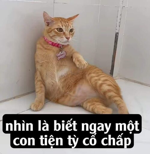 meme chế