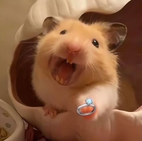 meme chuột hamster cầu hôn