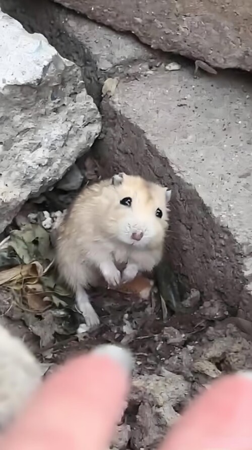 meme chuột hamster hài