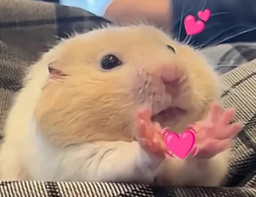 meme chuột hamster thả tym