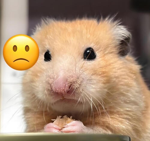 meme chuột hamster