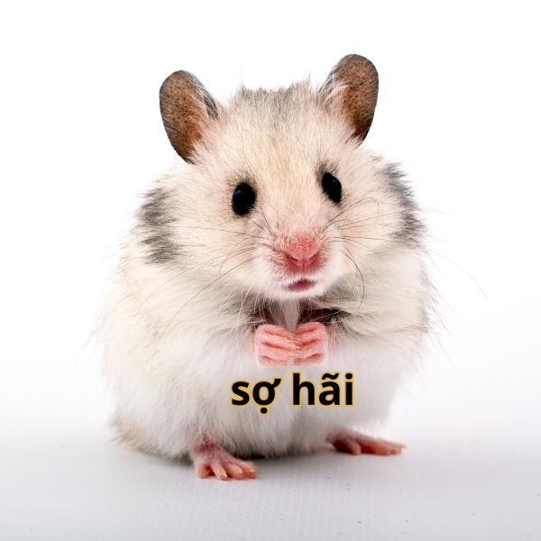 meme hamster sợ hãi