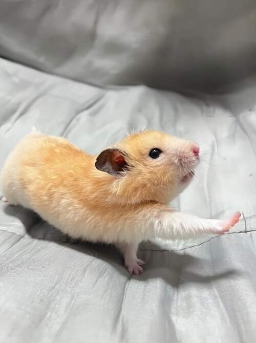 meme hamster